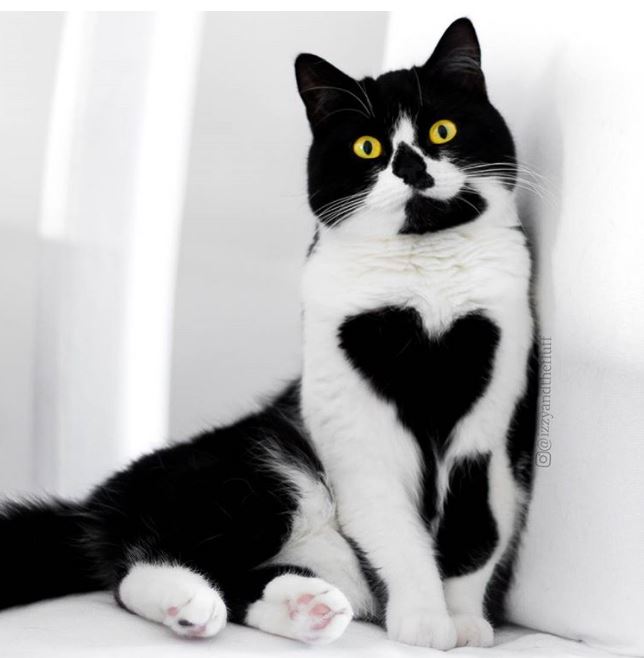 17 животных, раскрашивая которых, природа была в ударе 17 животных, раскрашивая которых, природа была в ударе
