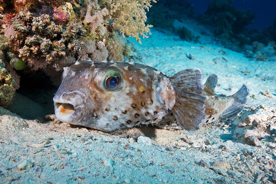 Подводный мир Красного моря Подводный мир Красного моря