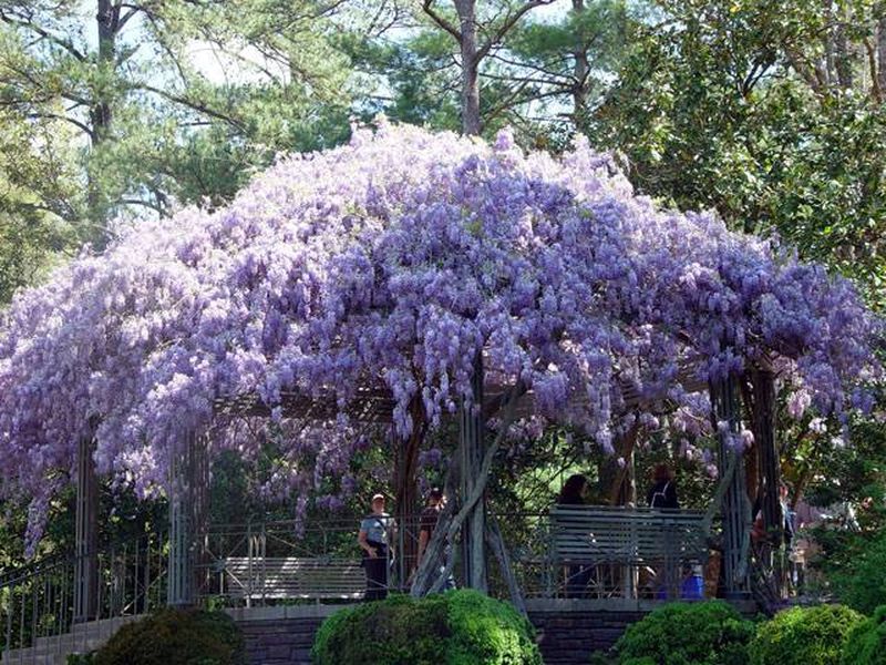 10 самых ароматных цветков