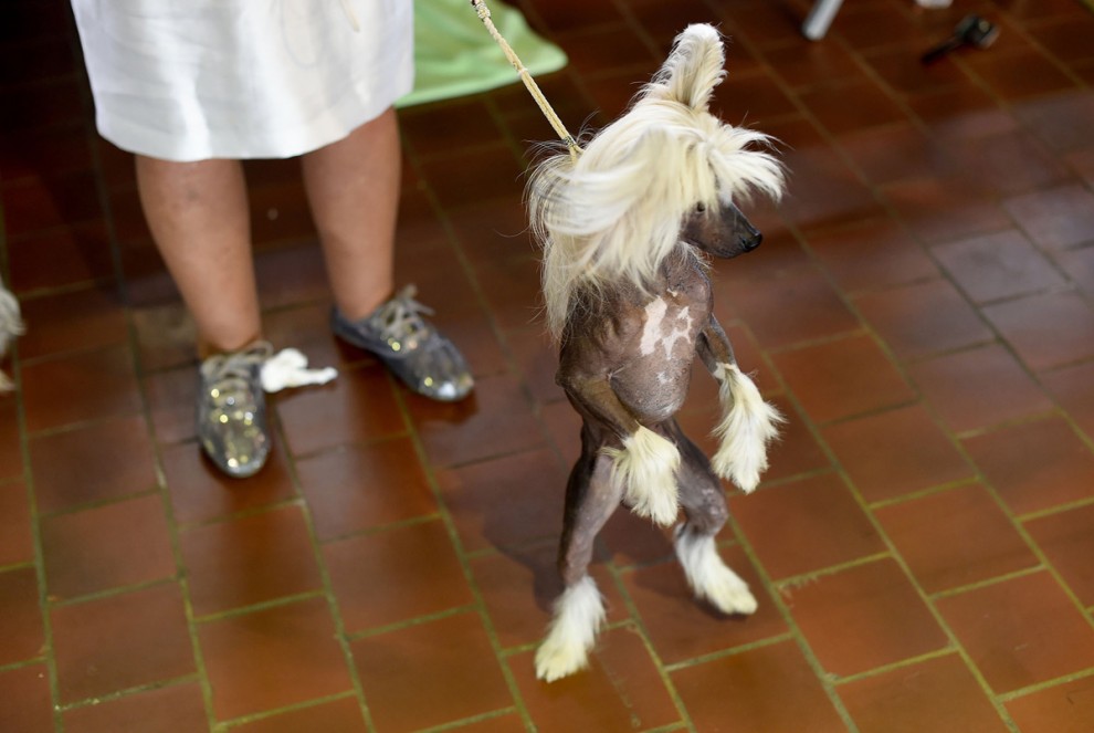 Выставка собак в мире Westminster Kennel Club Dog Show