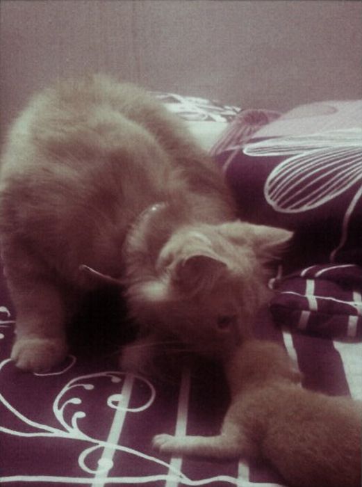 забавные фотографии животных