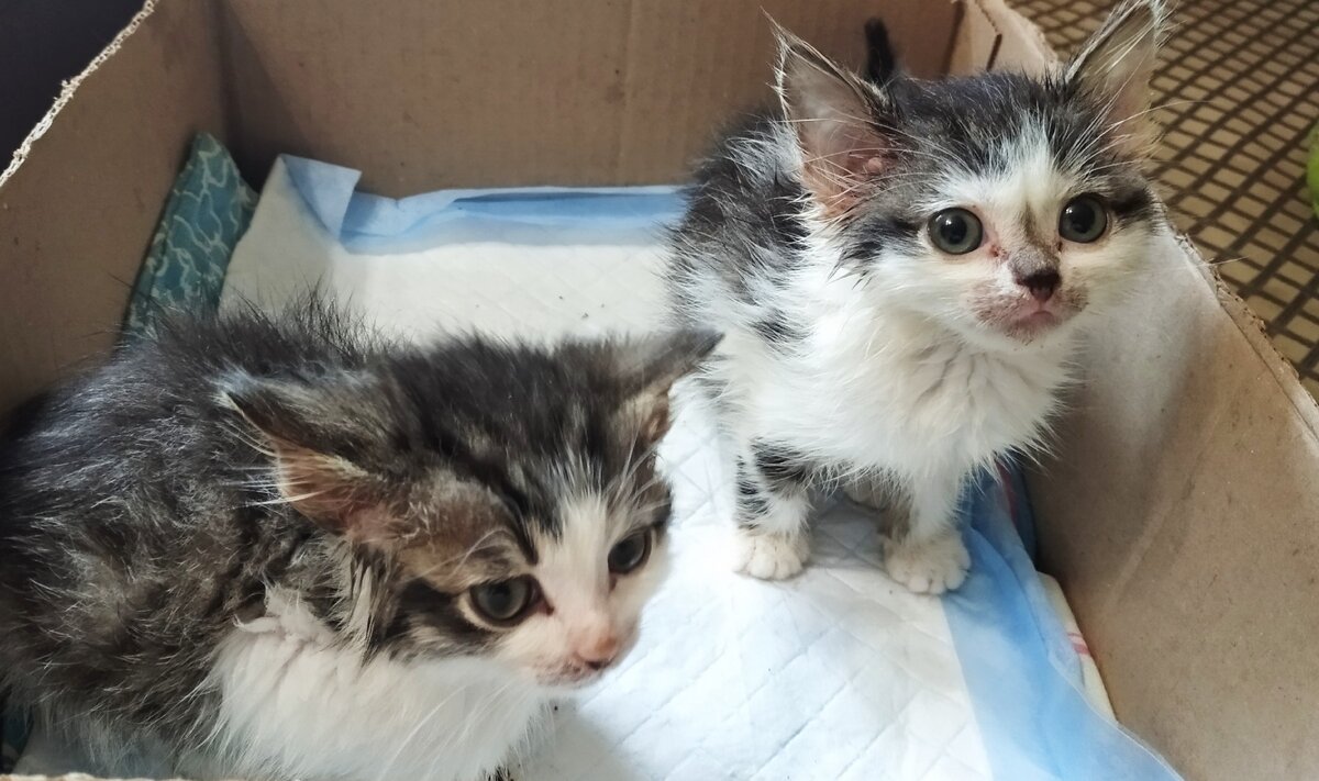 Моих котят кормят костями
