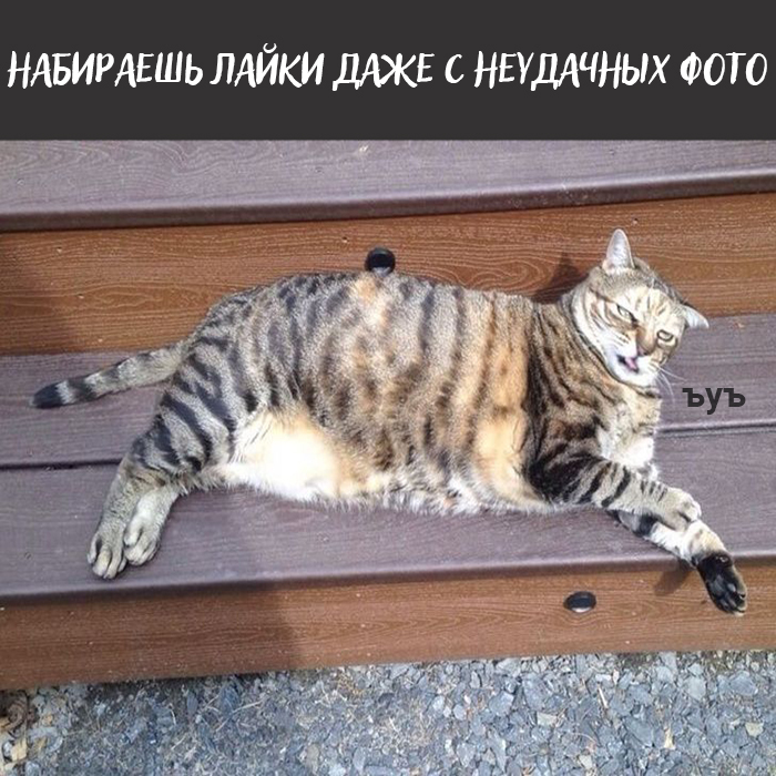 Плюсы быть котом: Кот, Картинка с текстом, Длиннопост