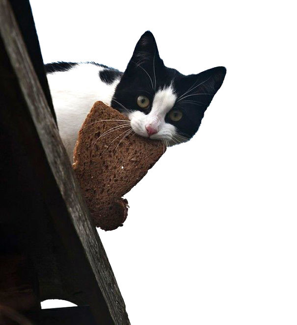 Коты, которых поймали на горячем - 45 отчаянных фотографий Коты, которых поймали на горячем - 45 отчаянных фотографий