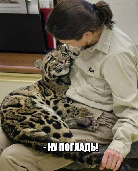 Прикольные фотомемы (30 шт) Прикольные фотомемы (30 шт)