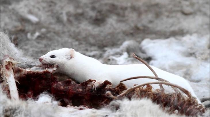 14. Длиннохвостая ласка 14. Длиннохвостая ласка животные, природа, факты