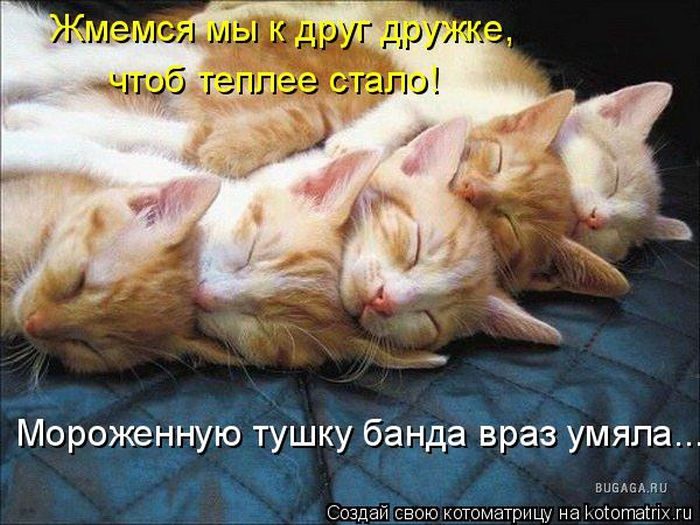 Лучшие котоматрицы, которые зарядят вас позитивом) Лучшие котоматрицы, которые зарядят вас позитивом)