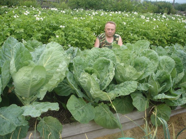 Удивительный огород Виктора Лядова