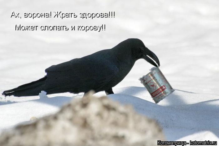 Забавные животные (50 фото) Забавные животные (50 фото)