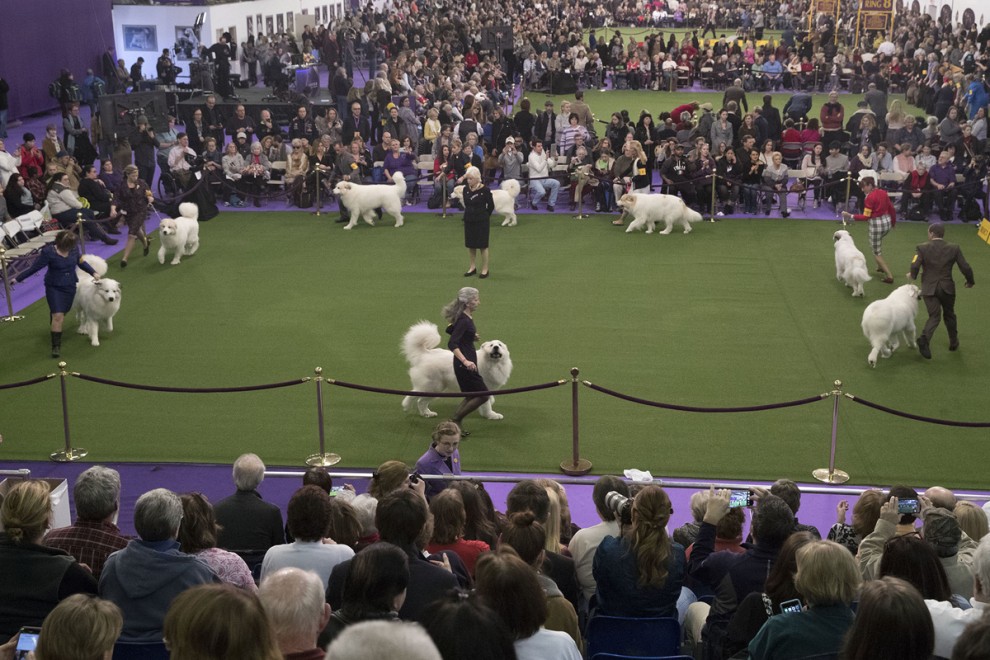 Выставка собак в мире Westminster Kennel Club Dog Show