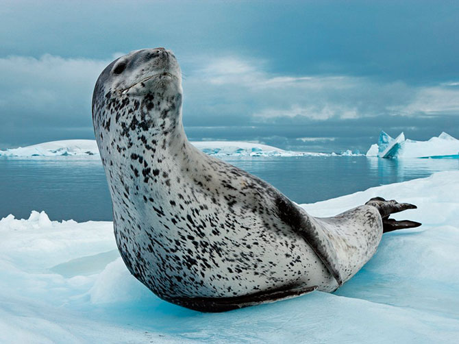 National Geographic:   