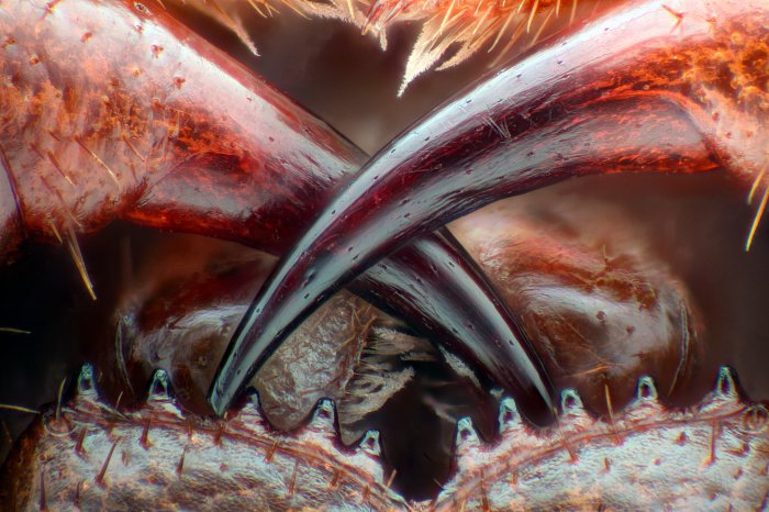 Снимки фотоконкурса «Nikon Small World 2016» (18 фото) Интересные микро снимки живой природы (18 фото)