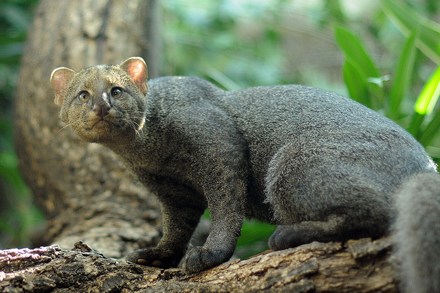jaguarundis