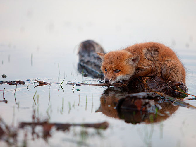 National Geographic:   