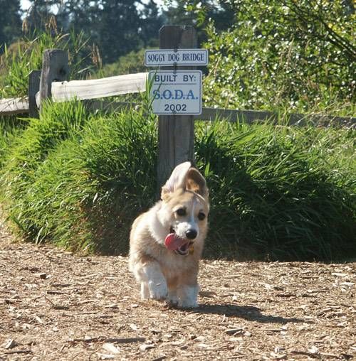 забавные фотографии животных