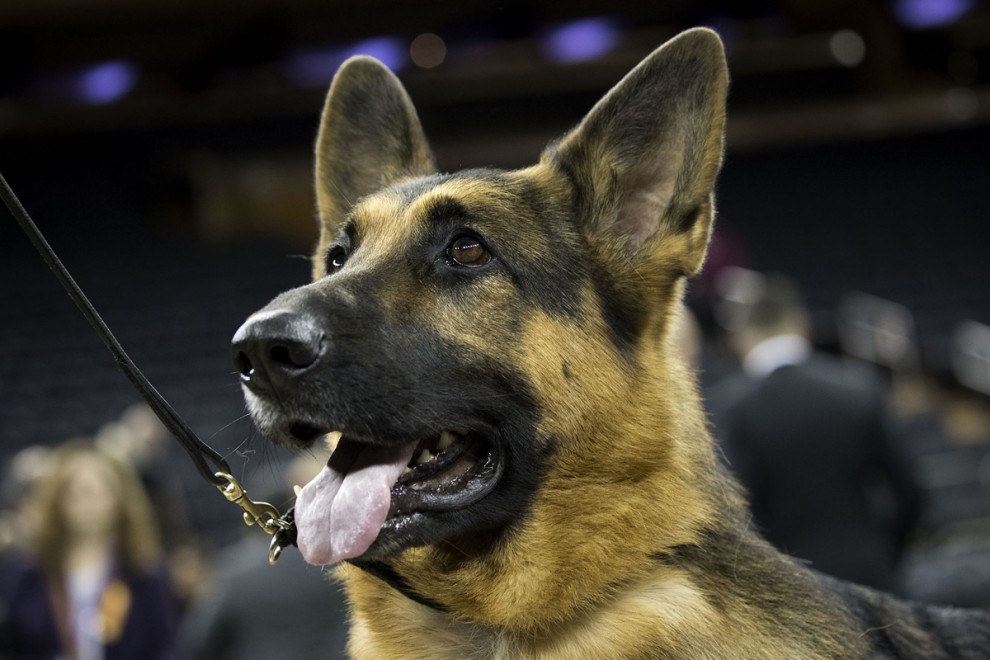 Выставка собак в мире Westminster Kennel Club Dog Show