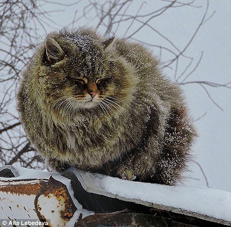  Британские СМИ в восторге от сибирских котиков