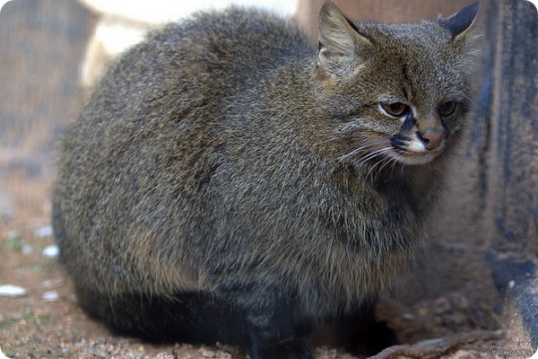 Пампасская кошка (лат. Leopardus pajeros) Пампасская кошка (лат. Leopardus pajeros)