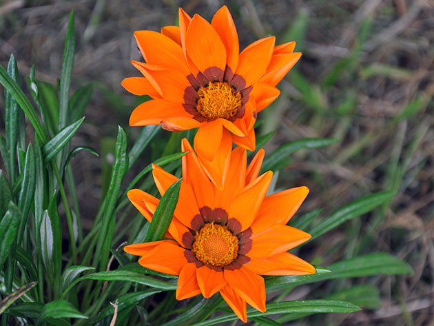 ��������� �������