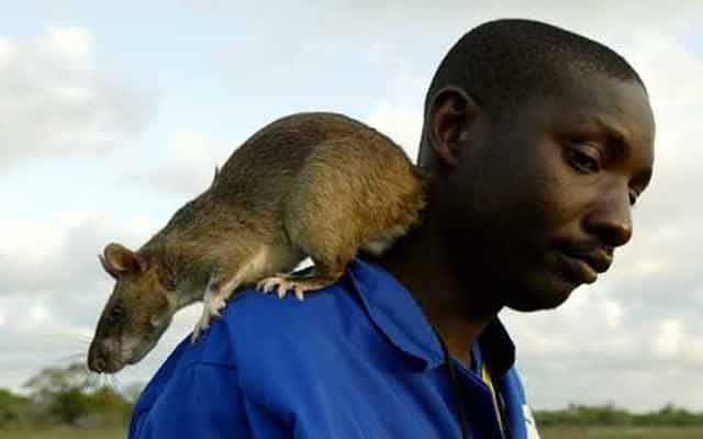 gigant-animals1.jpg gigant-animals1.jpg