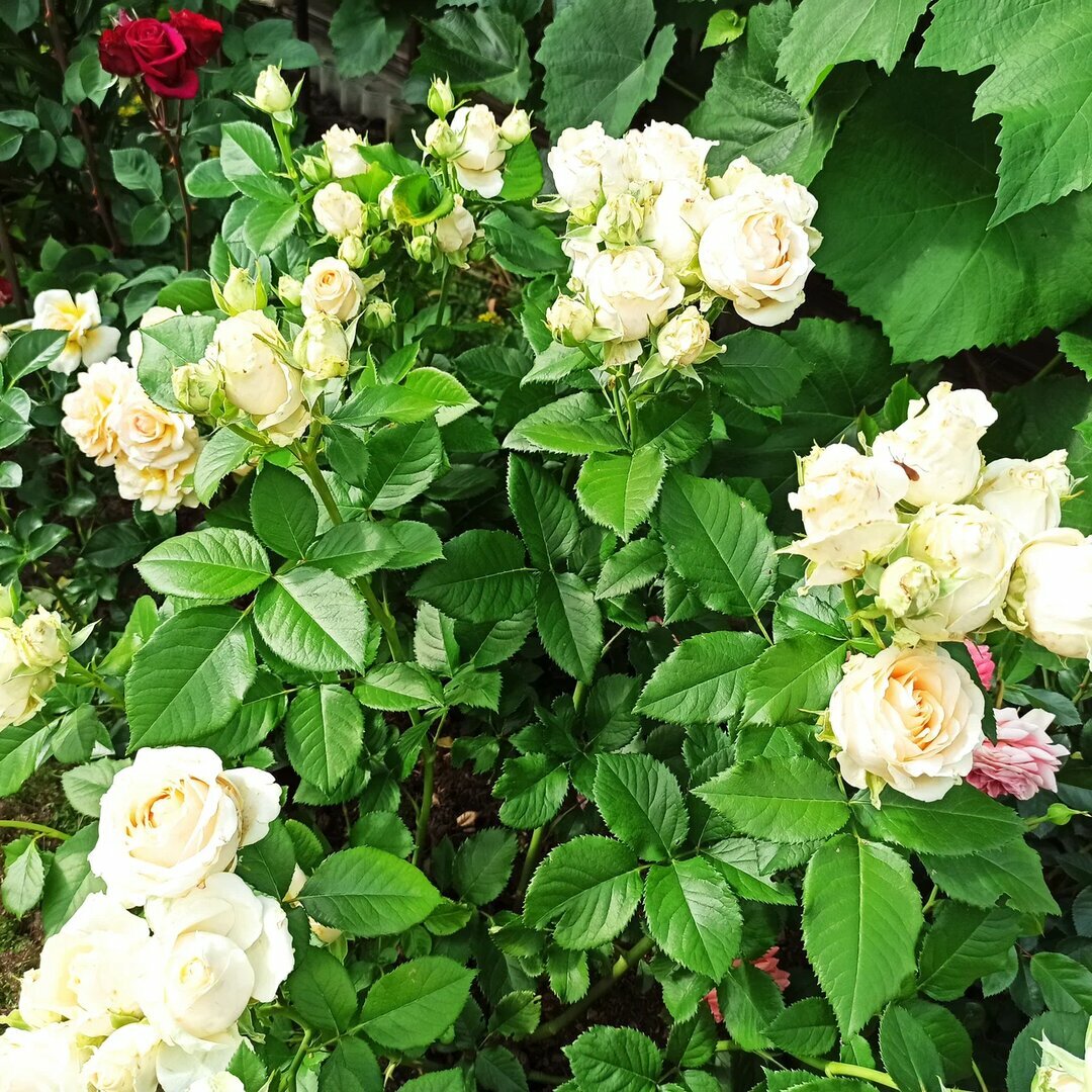 Розы в саду Светланы, листайте галерею >>