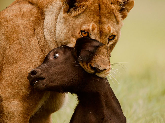 National Geographic:   