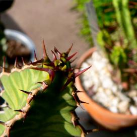 Молочай крупнокрыловидный (Euphorbia grandialata) Молочай крупнокрыловидный (Euphorbia grandialata)