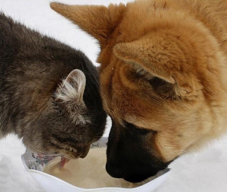 Фотодоказательства трогательной дружбы котов и собак