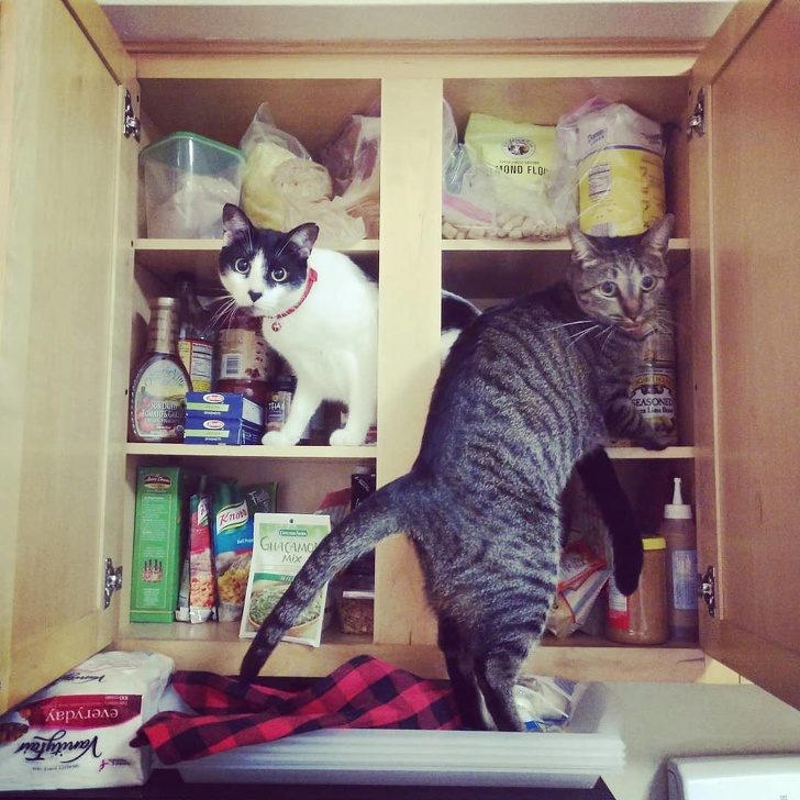 Безумные коты, которые плевать хотели на ваш авторитет)) Безумные коты, которые плевать хотели на ваш авторитет))
