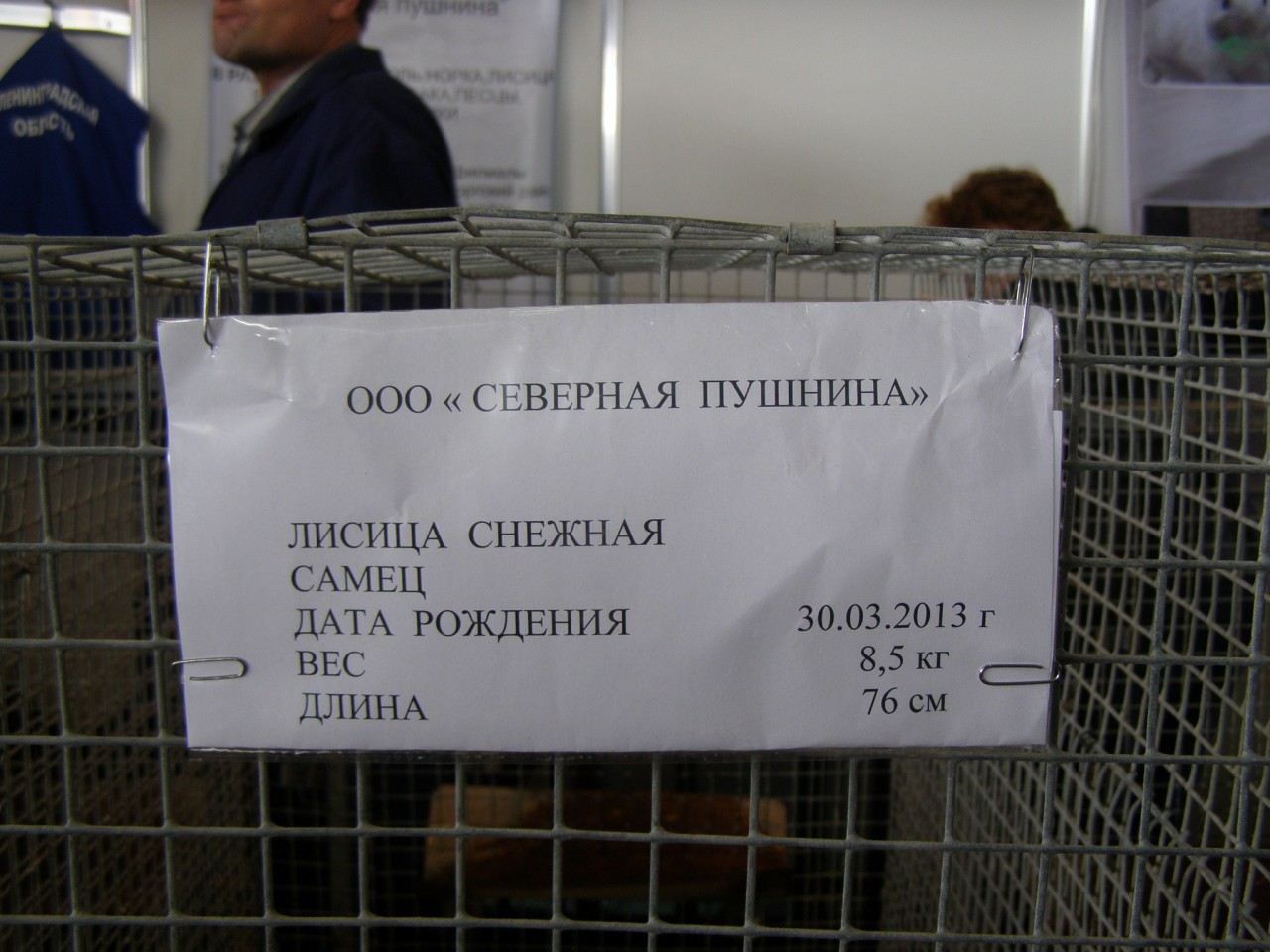 Прогулки по Москве. Сельскохозяйственная выставка. Прогулки по Москве. Сельскохозяйственная выставка.