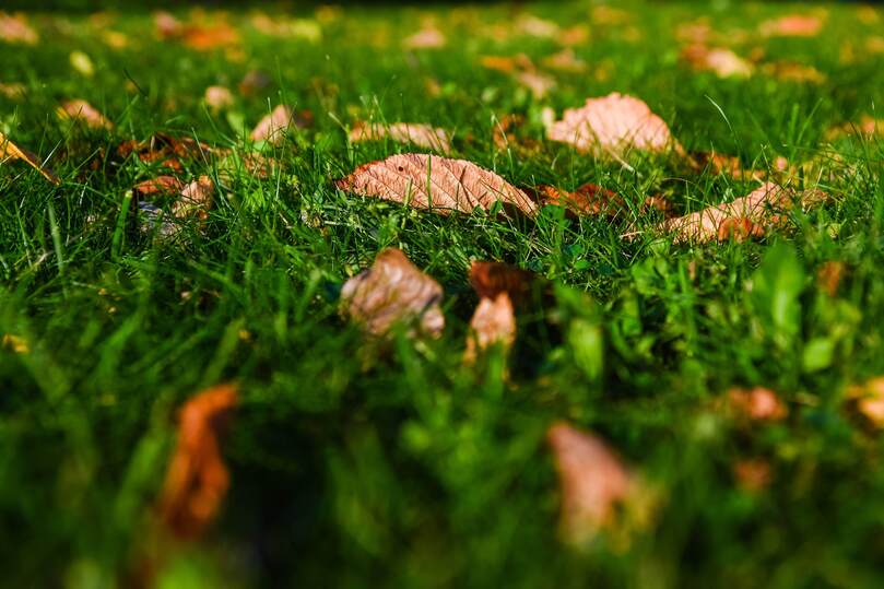 Эксперты раскрыли секреты безопасной «грибной охоты»