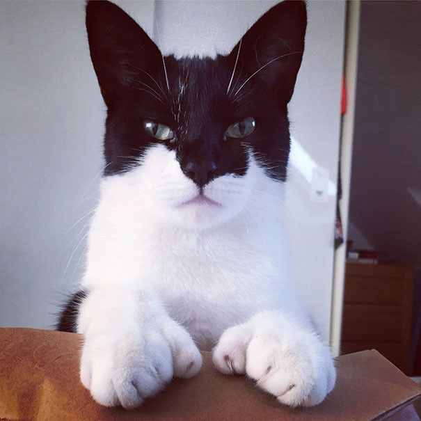 Бэтмен Бэтмен животные, забавно, коты, кошки, неожиданно, окрас, окрас кошек, фото