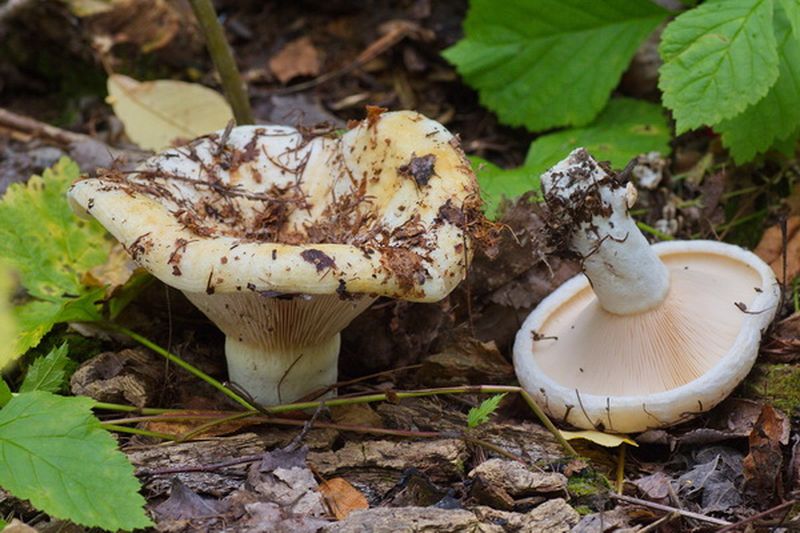 10 самых популярных съедобных грибов 10 самых популярных съедобных грибов