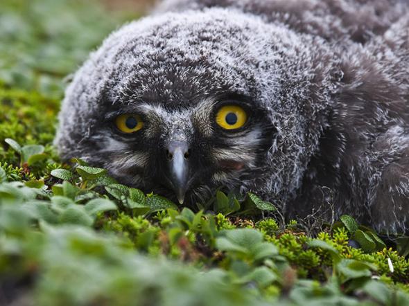 Лучшие фотографии National Geographic за август 2013