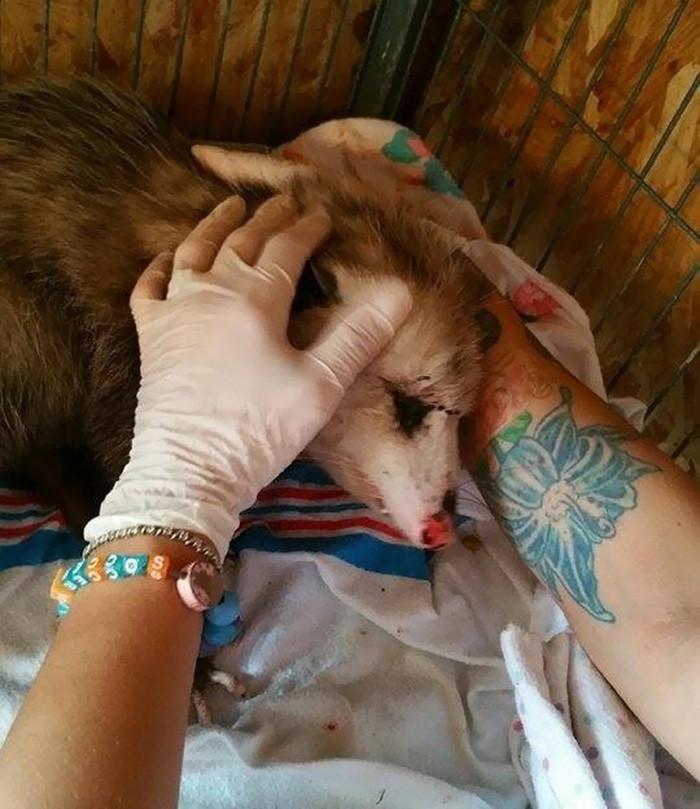 Женщина кинулась помочь умиравшей у дороги зверюшке — "Я знала, что не смогу проехать мимо..." Женщина кинулась помочь умиравшей у дороги зверюшке — "Я знала, что не смогу проехать мимо..."