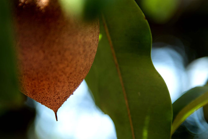 Экзотические фрукты