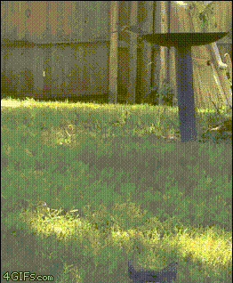 GIF-доказательство, что коты - чертовски весёлые ребята GIF коты юмор