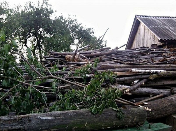 Коты — мастера камуфляжа Коты — мастера камуфляжа