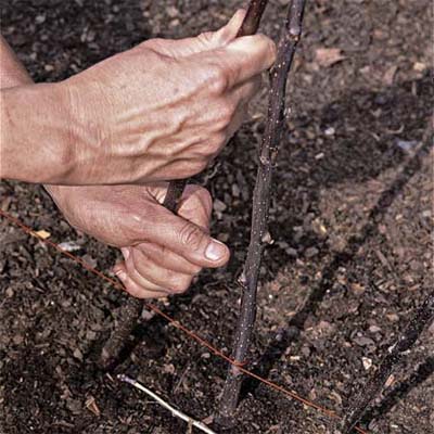 Шпалеры для растений