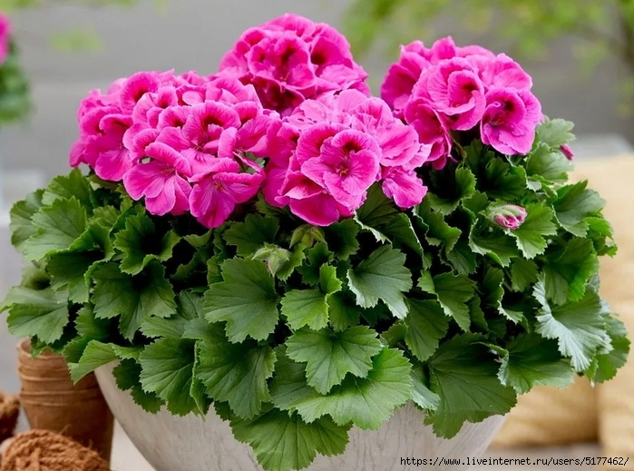 5177462_Image_17 (700x519, 307Kb)