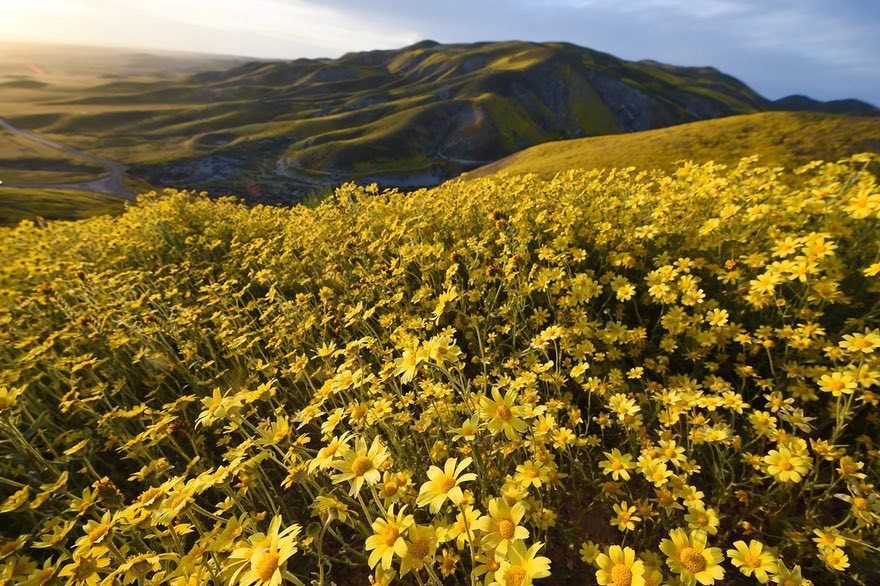 Цветущая долина Carrizo Plain 