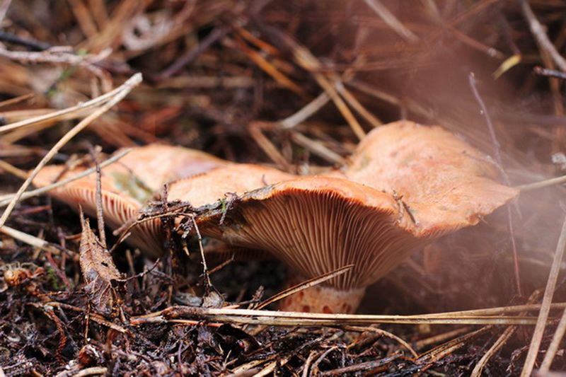 10 самых популярных съедобных грибов 10 самых популярных съедобных грибов