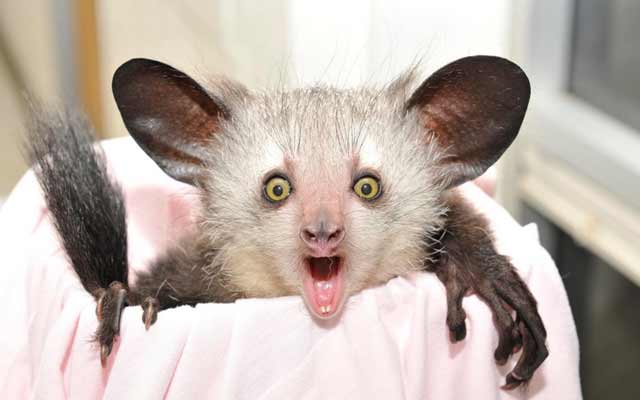 animal-hands2.jpg animal-hands2.jpg