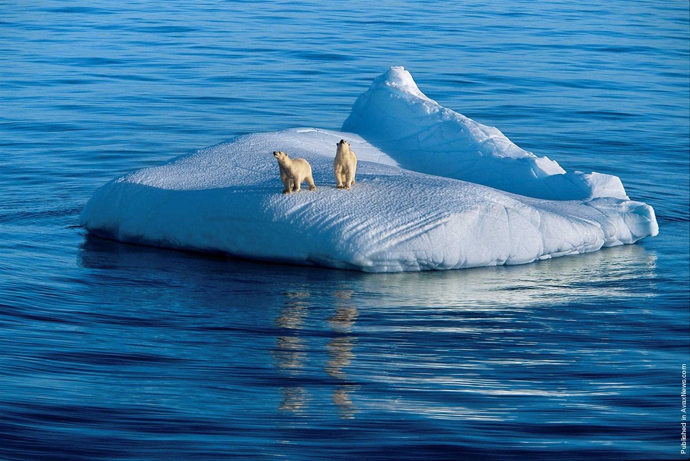 Polar Tales By Paul Nicklen. Part II