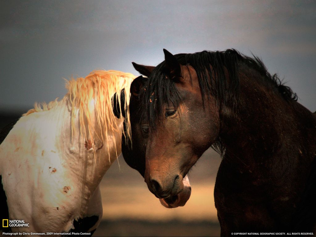    National Geographic