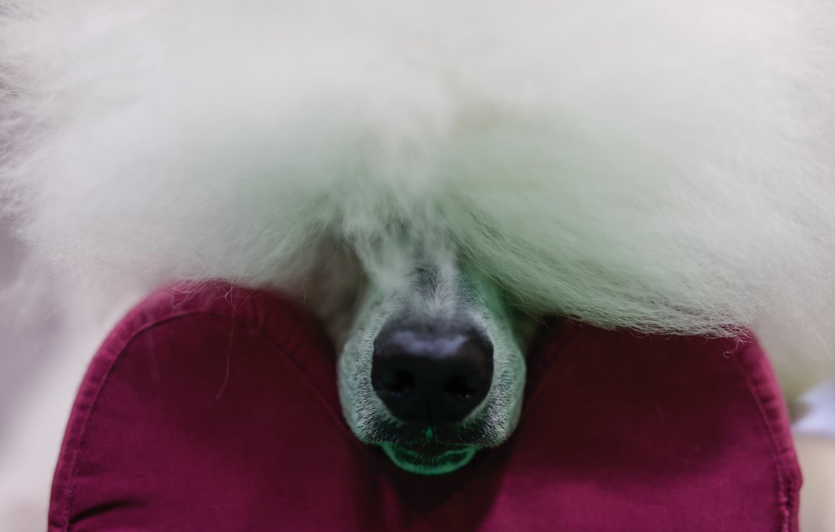 Poodle Poodle