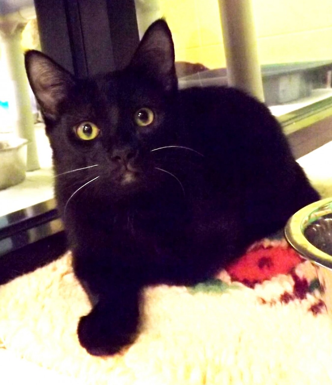 Binx-1