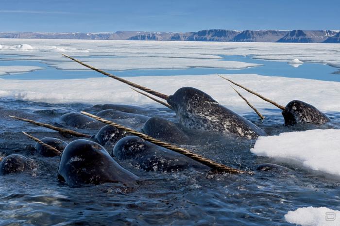 Полярная одержимость Пола Никлена (Paul Nicklen) (9 фото)