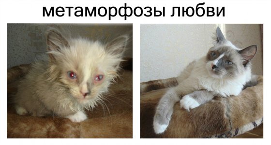 Спасённые кошки "до" и "после": метаморфозы любви