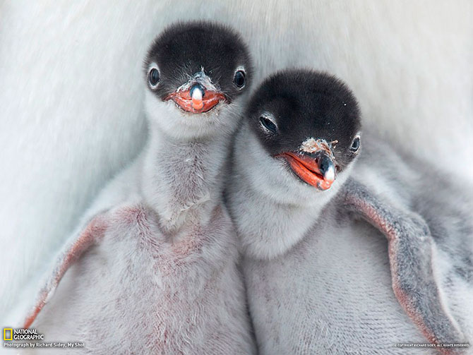 National Geographic:   